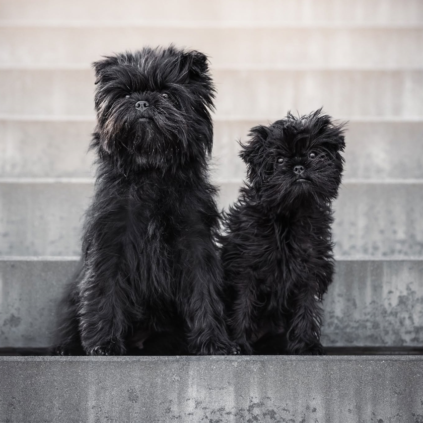 Hund 01