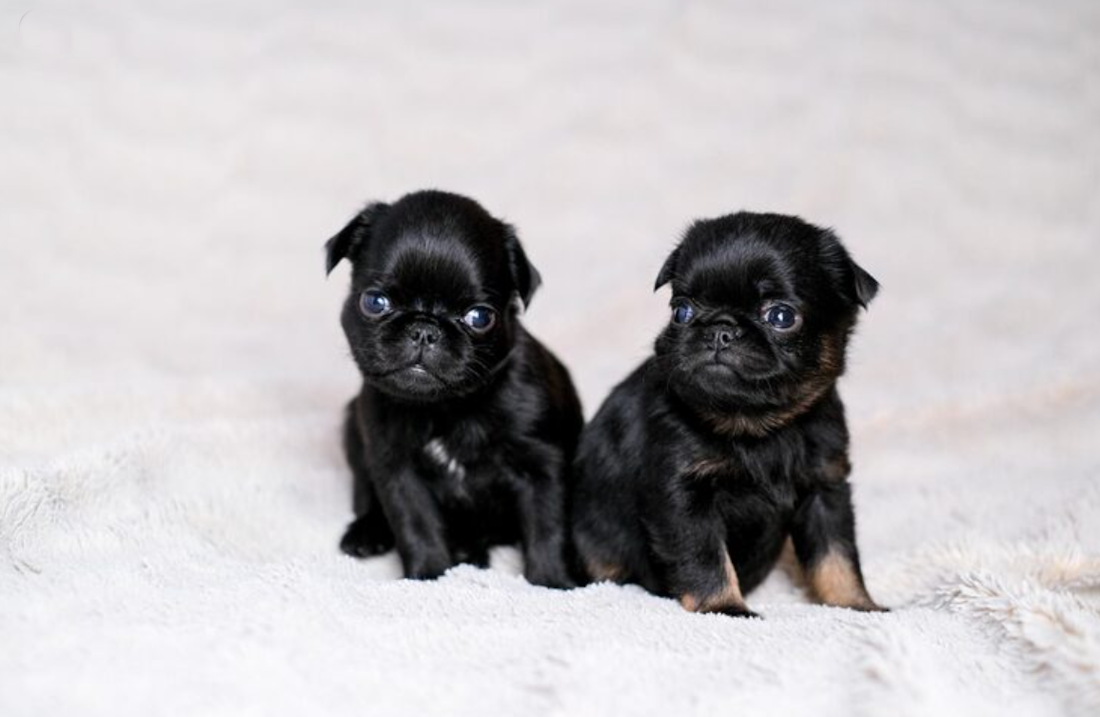 DSPK-AFFENPINSCHER-PUPPIES