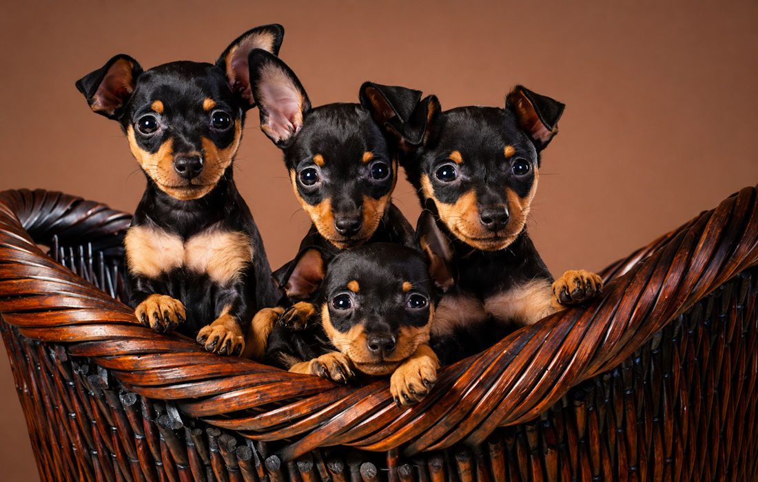 DSPK-DVAERGPINSCHER-1100X700