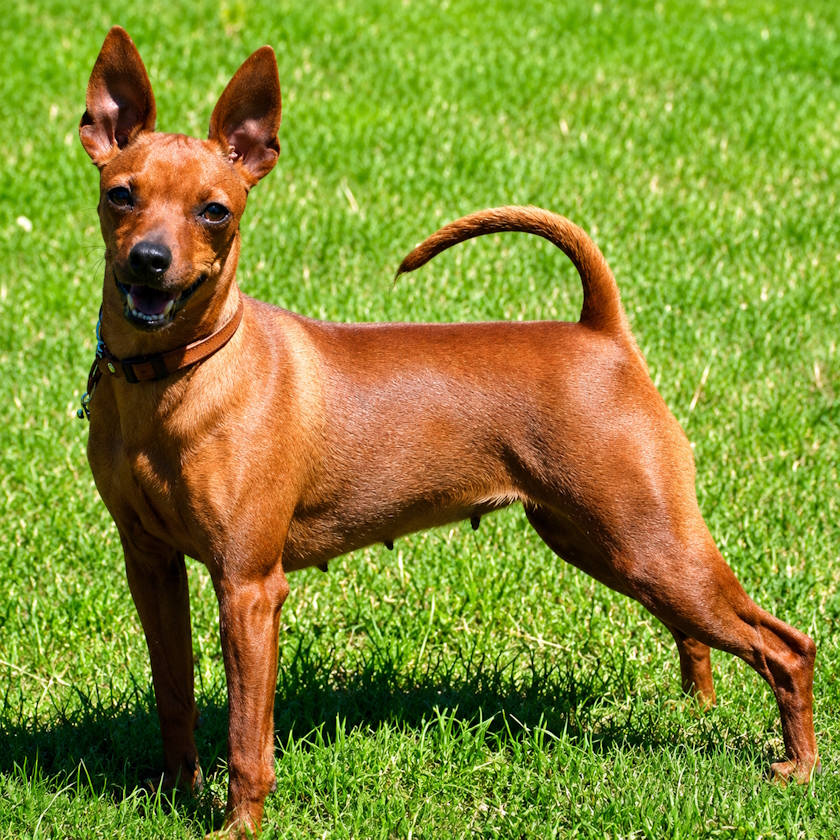 Hund 01