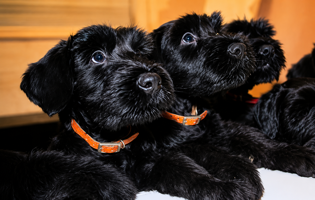 DSPK-RIESENSCHNAUZER-PUPPIES