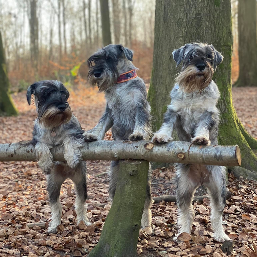 Hund 01