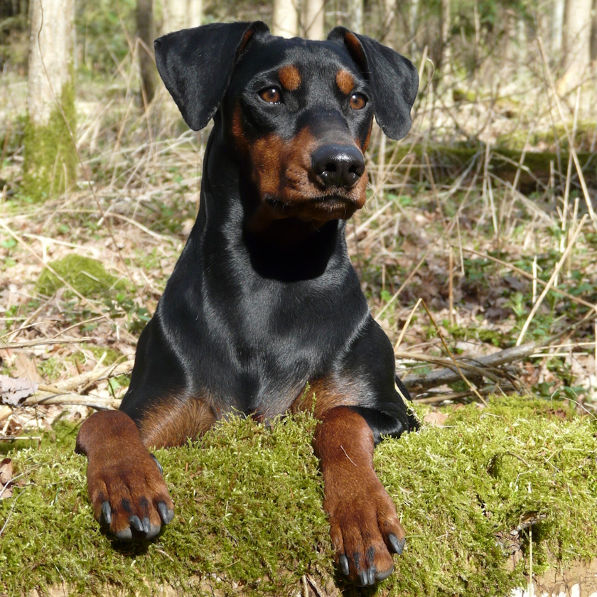 Hund 01